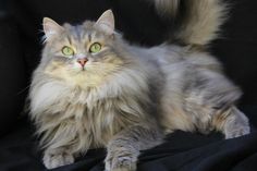 a fluffy gray cat with green eyes sitting on a black cloth covered chair looking at the camera