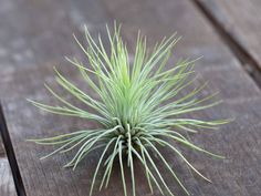 an air plant sitting on top of a wooden table