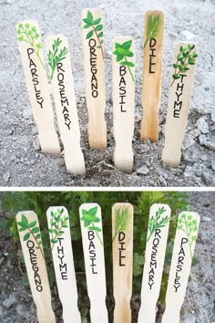 four wooden sticks with different types of herbs on them, and the words plant life written on them