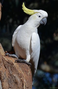 a white cockatoo sitting on top of a tree branch with its yellow beak