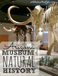 an animal museum with the words arizona museum of natural history