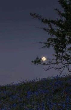 the full moon is setting over a field of wildflowers