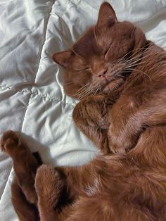 an orange cat laying on top of a white bed sheet with its eyes closed and head resting on it's paws