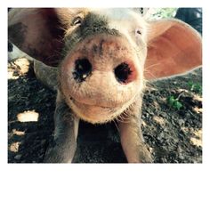 a close up of a pig with dirt on it's face and nose looking at the camera