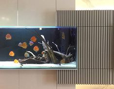 an aquarium with fish in it on the wall