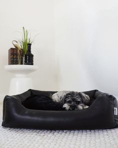 a small dog laying on top of a black bed in the middle of a room