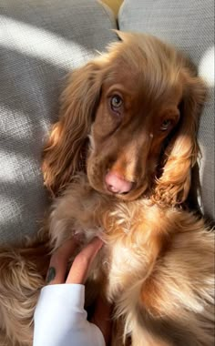 a dog sitting on top of a couch being petted by someone's hand