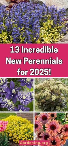 colorful flowers with text that reads 13 incredible new perennials for 205