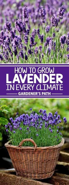 lavender plants in a basket with the title how to grow lavender in every climate