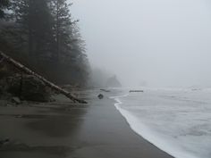 a foggy beach with trees on the shore