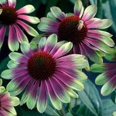 purple and green flowers with a bee on them