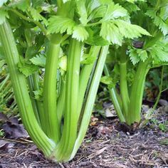 some very pretty green plants growing in the dirt