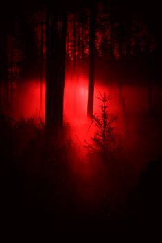 the sun is shining through the trees in the dark forest with fog and light coming from them