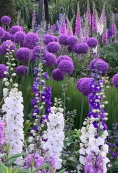 many purple and white flowers in a garden