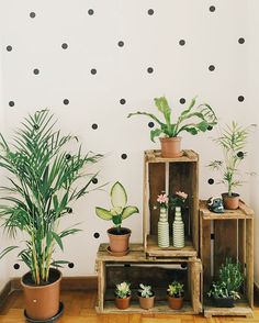 several potted plants are on wooden crates in front of a wall with polka dot decals