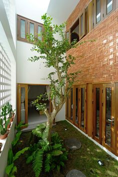 a small tree in the middle of a room with windows and plants on the ground