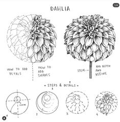 dahlia flowers are shown in black and white, with instructions to draw them on it