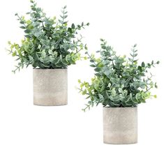 two potted plants are sitting side by side on a white background, one is green and the other is grey