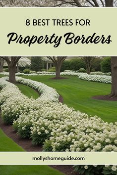 the best trees for property borders with white flowers and green grass in the foreground