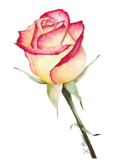 a watercolor painting of a pink and yellow rose