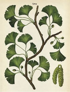 an illustration of a tree branch with leaves and fruit on it's branches, from the natural history of trees