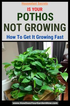 pothos not growing Fast Growing Houseplants, Windowsill Garden, Inside Garden, Fast Growing Plants