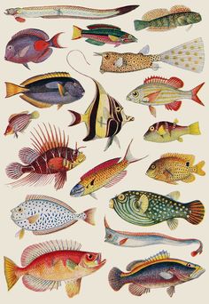 an illustration of colorful fish from children's encyclopia