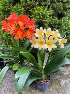 two potted plants with yellow and red flowers in them next to some green bushes