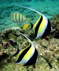 two black and yellow fish swimming in the ocean