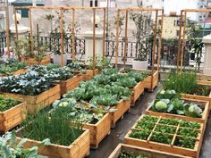 several wooden boxes filled with lots of green plants and veggies on top of a roof