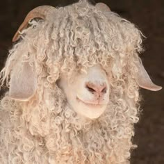 a close up of a sheep with curly hair