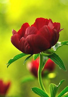 a red flower with green leaves in the foreground and bright yellow backround