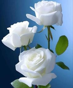 three white roses with green leaves against a blue background