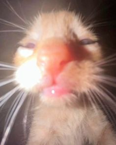 a close up of a cat with its mouth open and light coming from it's eyes