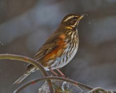 a brown and orange bird sitting on top of a tree branch next to berries in the snow