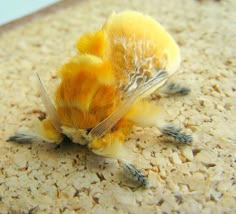 a small yellow and black animal laying on top of a floor next to a wall