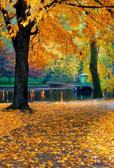 the trees are full of yellow leaves by the water