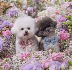 two poodles sitting next to each other in a field of pink and purple flowers