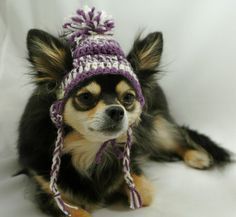 a small dog wearing a knitted hat