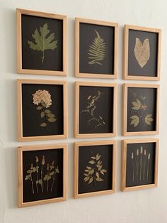 six framed pictures with different types of flowers on them