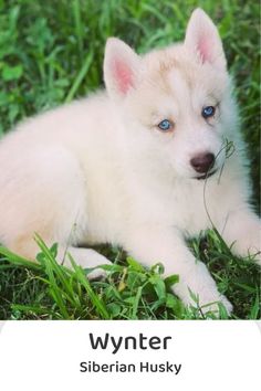 a white puppy with blue eyes laying in the grass