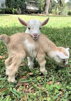 two baby goats are playing in the grass with each other and looking at the camera