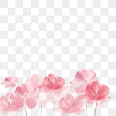 pink flowers on a white background with watercolor paint, flower, painting png and psd