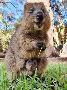 an animal that is standing on its hind legs in the grass with it's mouth open