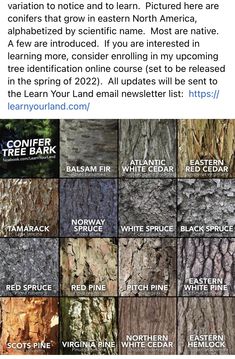 the different types of tree bark are shown in this article, which is also available for purchase