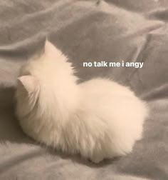 a small white kitten sitting on top of a bed next to the words no talk me i angry