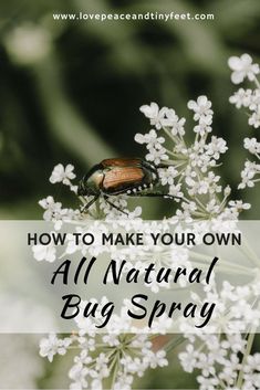 a bug sitting on top of white flowers with the words how to make your own all natural bug spray