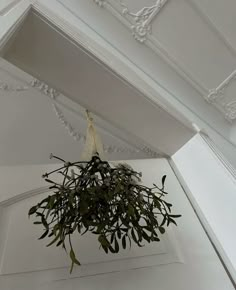 a potted plant hanging from the ceiling in a room with white walls and ceilings