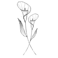 three flowers that are in the middle of a line art drawing style, on a white background