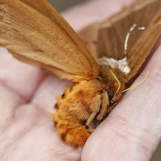 a close up of a person's hand holding a moth